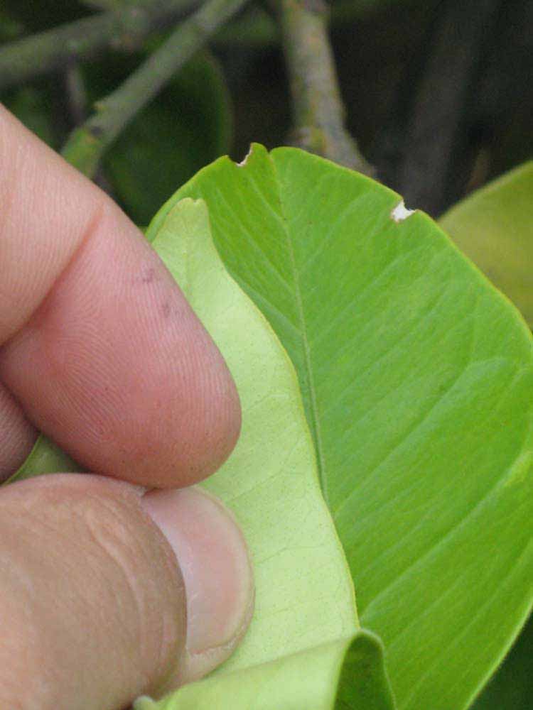              Margin (Riverside, CA)       